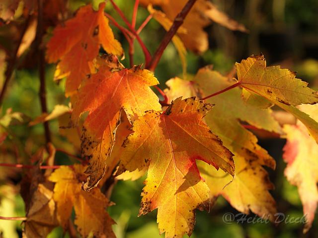Acer cappadocicum Rubrum Herbst.jpg - Acer cappadocicum Rubrum im Herbst